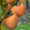 Persimmon 'Hachiya'