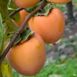 Persimmon 'Hachiya'