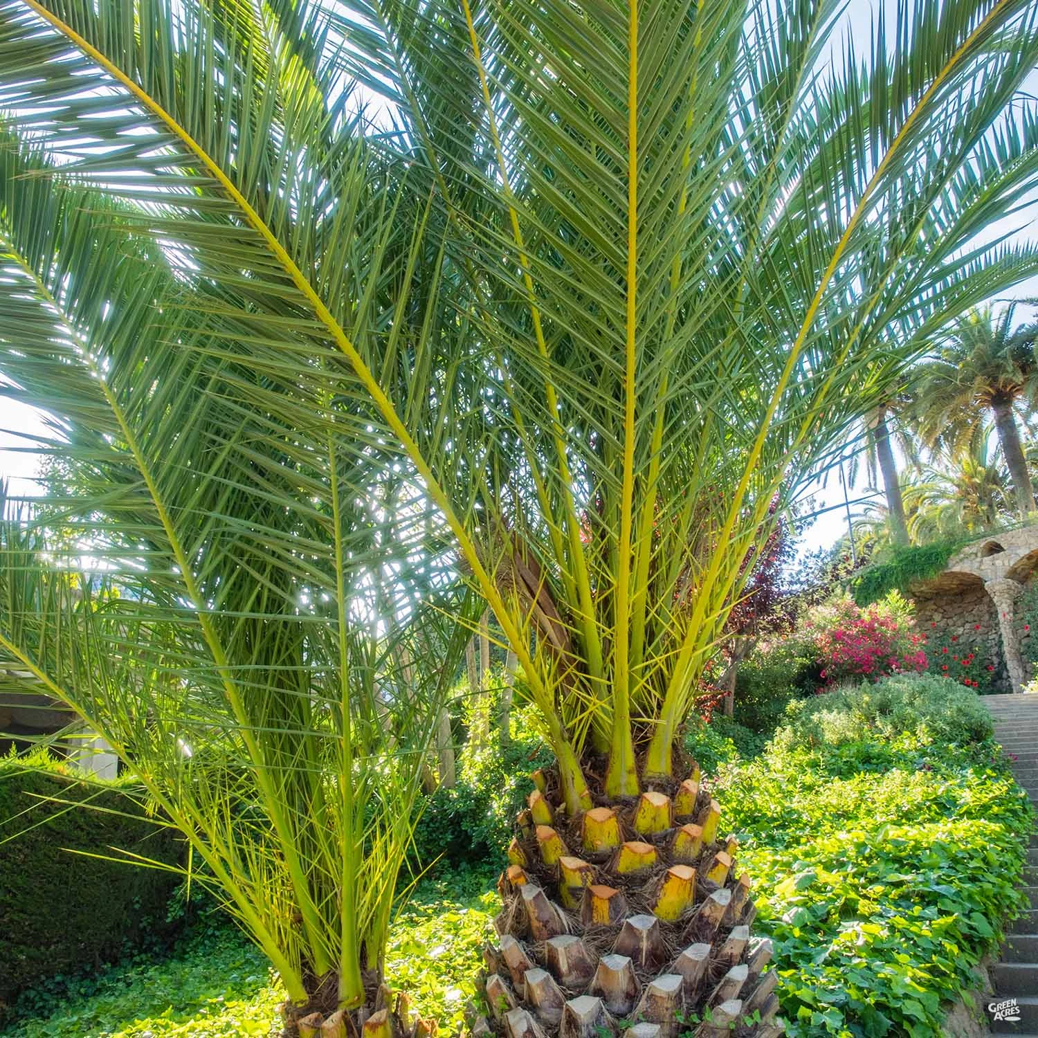 Canary Island Date Palm 1 Canary Island Date Palm