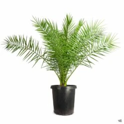 Canary Island Date Palm 5 Canary Island Date Palm -Plant Sales Shop PhoenixCanariensis CanaryIslandDatePalm 15gal 6eb3f733 a374 4ab9 9e34 0c23b6e88ec7