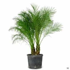 Pygmy Date Palm 10 Pygmy Date Palm -Plant Sales Shop PhoenixRoebelenii PygmyDatePalm 14in 5e8be029 b538 490b 8f17 33c107969275