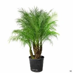 Pygmy Date Palm 11 Pygmy Date Palm -Plant Sales Shop PhoenixRoebelenii PygmyDatePalm 17in ee5a37f7 5602 44e5 8260 f3b1bb066d28