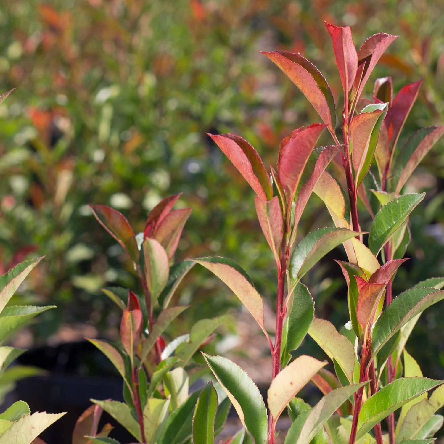 Red Tip Photinia Standard Trunk 1 Red Tip Photinia Standard Trunk