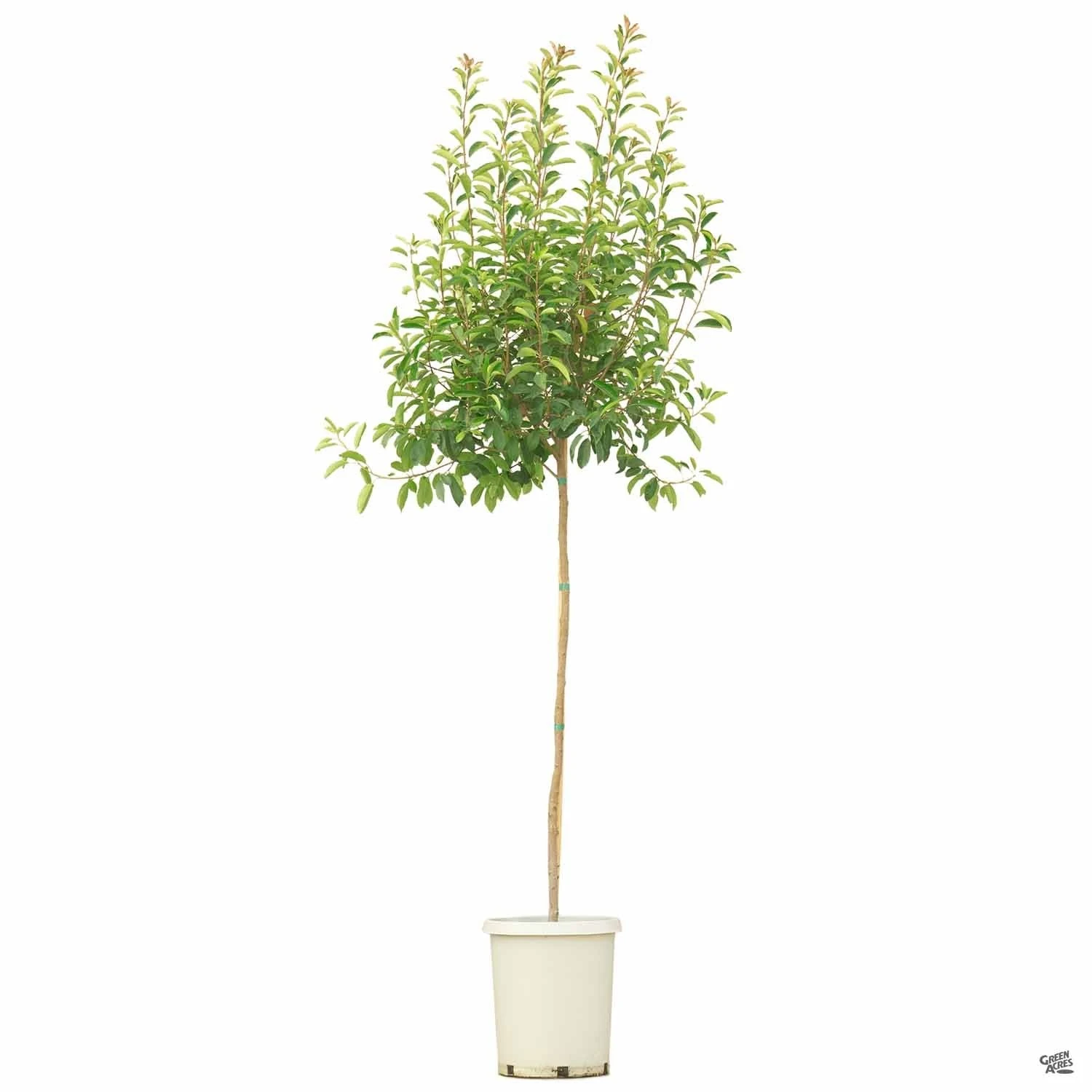 Red Tip Photinia Standard Trunk 4 Red Tip Photinia Standard Trunk - Image 4