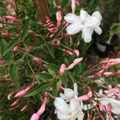 Pink Jasmine Stake