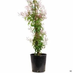 Pink Jasmine Stake -Plant Sales Shop PinkJasmine Jasminum 1gal ceb60fc9 5a2c 4cc4 821f 48aec8671d8b