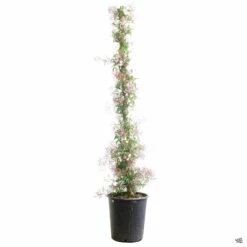 Pink Jasmine Stake -Plant Sales Shop PinkJasmine Jasminum 5gal 26180c6e a8bf 4be5 bb7c e1393c3759a9