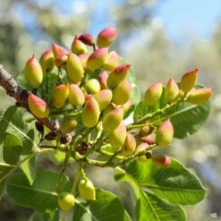 Pistachio 'Kerman'