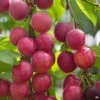 Plum 'Bruce'