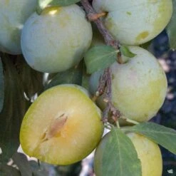 Plum 'Emerald Beaut'