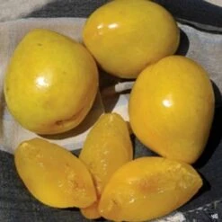 Plum 'Golden Nectar'