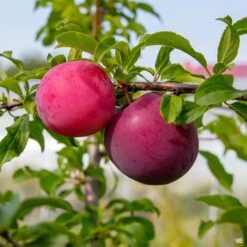 Plum 'Ozark Premier'