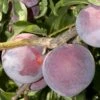 Plum 'Santa Rosa'