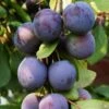 Plumcot 'Spring Satin'