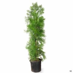 Fern Pine Column -Plant Sales Shop Podocarpus Gracilior FernPine 15gal 43d09dd8 6368 435f 95a6 558f49e375a0