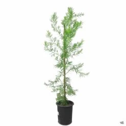 Fern Pine Column -Plant Sales Shop Podocarpus Gracilior FernPine 5gal 80c7e919 ed41 4cad b942 36486cc59808