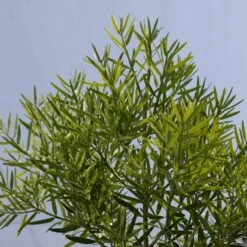 Fern Pine Standard Trunk