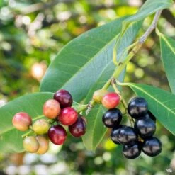 English Laurel -Plant Sales Shop PrunusLaurocerasus CherryLaurel berries