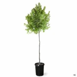 Dwarf Carolina Cherry Laurel Standard Trunk -Plant Sales Shop Prunus DwarfCarolinaCherryLaurel 15galStd 58a08709 9efd 4b68 926b 7ae3cebd72e5