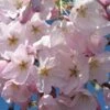 Flowering Cherry 'Akebono'