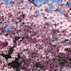Flowering Plum 'Krauter Vesuvius' -Plant Sales Shop Prunus KrauterVesuvius Blossoms
