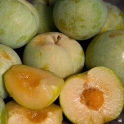 Emerald Drop Pluot® Interspecific Plum
