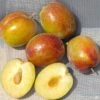 Flavor Grenade Pluot® Interspecific Plum