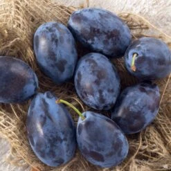 Prune 'French Improved'