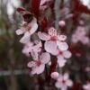 Flowering Plum 'Purple Pony'