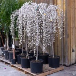 Weeping Cherry 'Snow Fountains' -Plant Sales Shop Prunus WeepingCherry SnowFountains Display