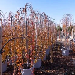 Weeping Cherry 'Snow Fountains' -Plant Sales Shop Prunus WeepingCherry SnowFountains FallColor