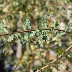 Coast Live Oak Multi-Trunk -Plant Sales Shop Quercus Oak CoastLiveOak leaves bf5fc95a 9763 478c b07c 2439f3e924c5