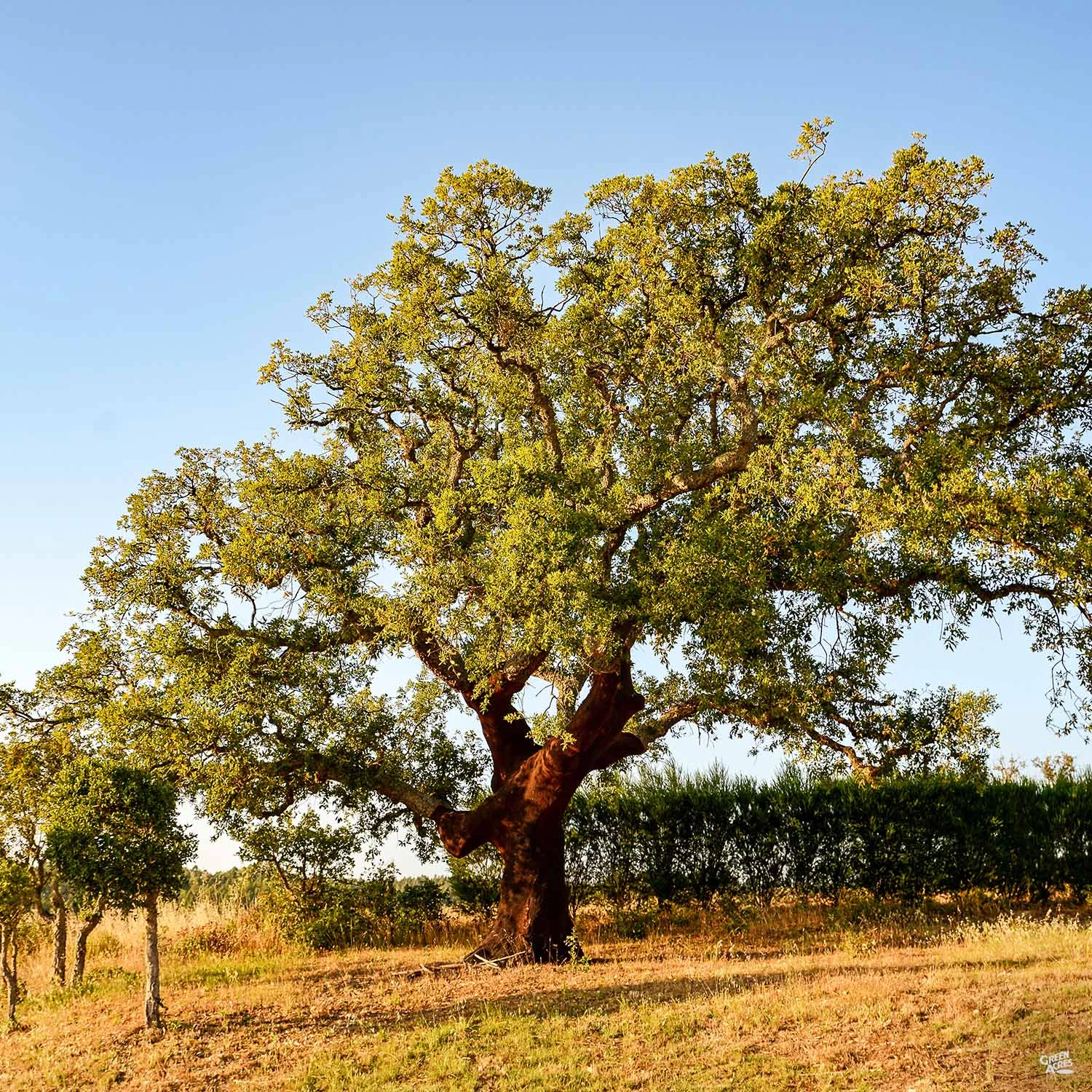 Cork Oak 1 Cork Oak