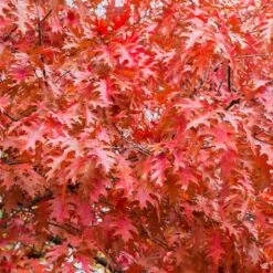 Red Oak -Plant Sales Shop Quercus Oak RedOak2