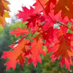 Red Oak -Plant Sales Shop Quercus Oak RedOak4
