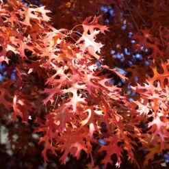 Red Oak -Plant Sales Shop Quercus Oak RedOak5