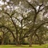 Southern Live Oak