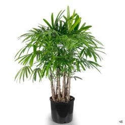 Lady Palm -Plant Sales Shop RhapisPalm 3gal