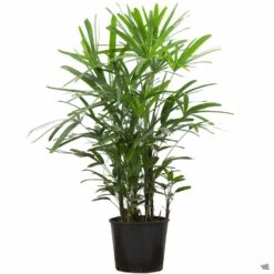 Lady Palm -Plant Sales Shop RhapisPalm 5gal 218278c1 b728 431c 8596 aef9df380be0
