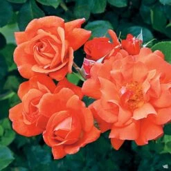 Climbing Rose 'Above All®'