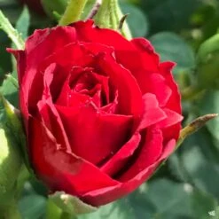 Climbing Rose 'Blaze'