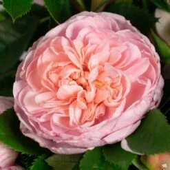 Colette™ Climbing Rose