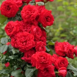 Crimson Sky® Climbing Rose