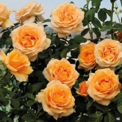 Golden Opportunity™ Climbing Rose