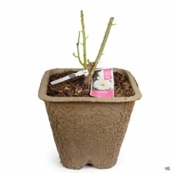 Climbing Rose 'Iceberg' -Plant Sales Shop Rosa Climbing Iceberg 11inFiberPot f5d3f940 76dd 4462 80d1 78aa1fbab4d7