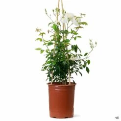 Climbing Rose 'Iceberg' -Plant Sales Shop Rosa Climbing Iceberg 5gal a3423b6b dbcf 4654 aa78 05e1d1c81b3d