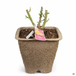 Climbing Rose 'Joseph's Coat' -Plant Sales Shop Rosa Climbing JosephsCoat 11inFiberPot 618dcc4c a0db 47ab b5e5 053529acf130