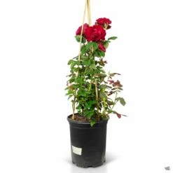 Lady In Red™ Climbing Rose -Plant Sales Shop Rosa Climbing LadyInReD 5gal