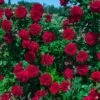 Lady In Red™ Climbing Rose