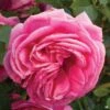 Pretty In Pink Eden® Climbing Rose